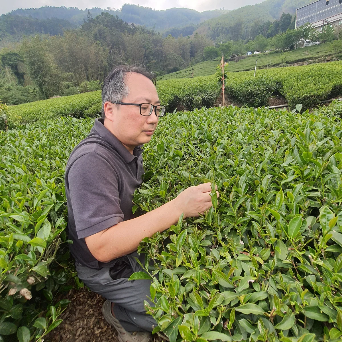 太原茶莊台灣茶與山林風景